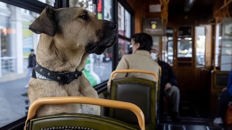 Rakyat Istanbul Bangkit: Tolak Pemusnahan Anjing Liar