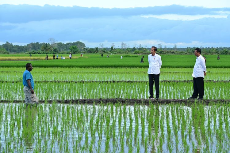 Marauke Ditargetkan Jadi Lumbung Pangan Nasional, 1 Juta Hektar Sawah Akan Dicetak