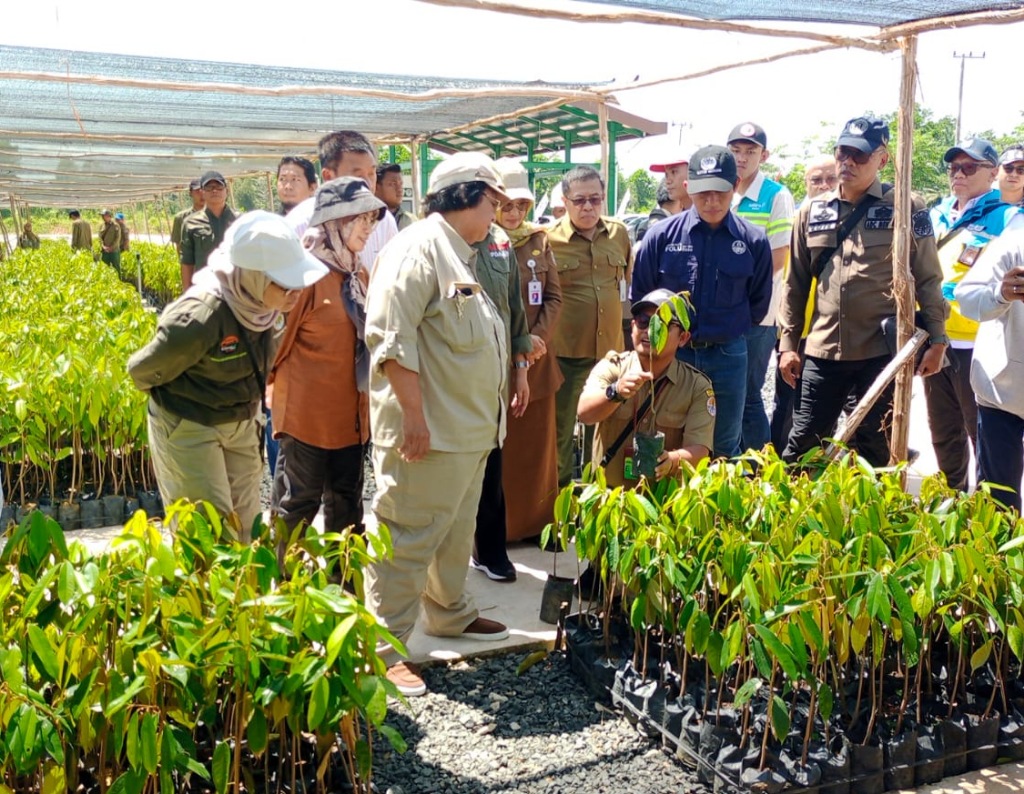 Pusat Produksi Bibit, Menteri LHK Tinjau Persemaian Liang Anggang Di Kalsel