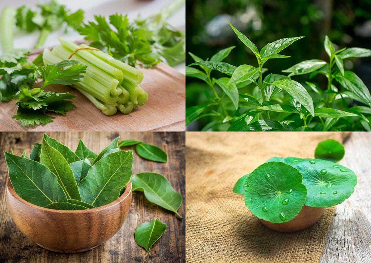 Daun Herbal untuk Tekanan Darah Tinggi, Solusi Alami yang Efektif