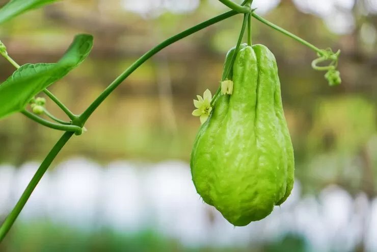 Labu Siam, Superfood Rendah Kalori dengan Segudang Manfaat untuk Tubuh