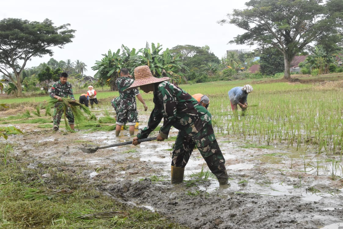 Turun ke Sawah, Kodim 1002/HST Tanam Padi Dukung Ketahanan Pangan