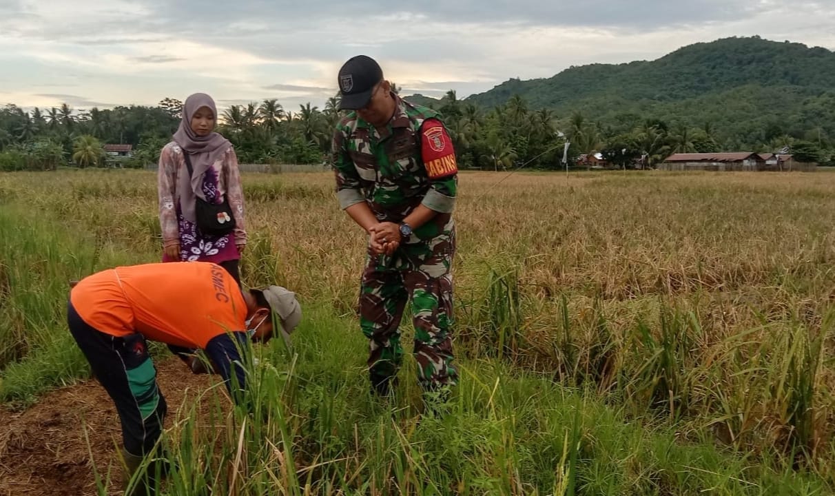 Hadapi Serangan Hama Tikus, Babinsa dan Penyuluh Pertanian Turun Langsung ke Sawah Petani Haruyan