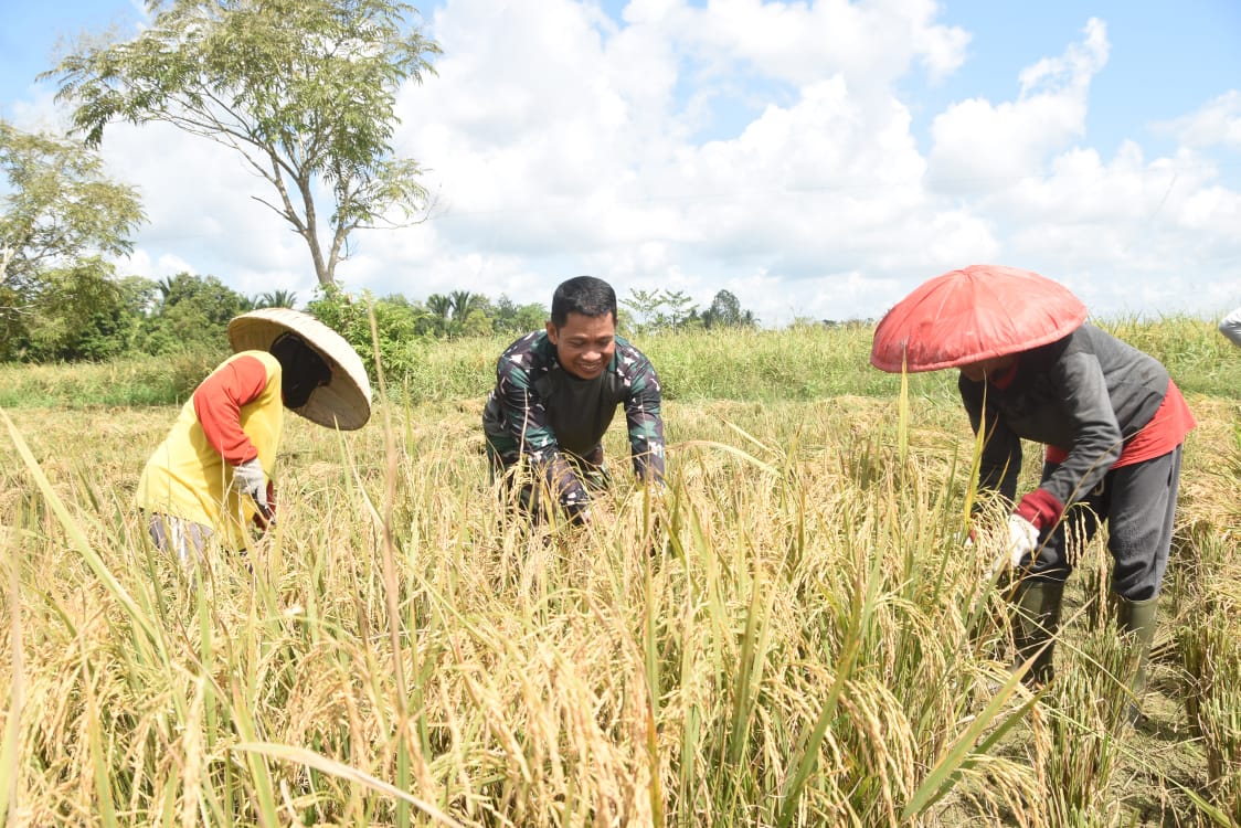 Panen Padi Bareng TNI, Petani Haruyan Rasakan Manfaat TMMD