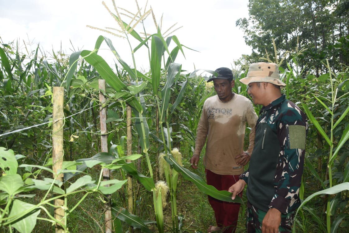 Satgas TMMD Turun Tangan Bantu Petani Jagung di Pengambau Hilir Luar