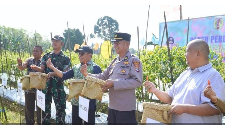 Panen Cabai di Dangu Batang Alai Utara, Simbol Ketahanan Pangan