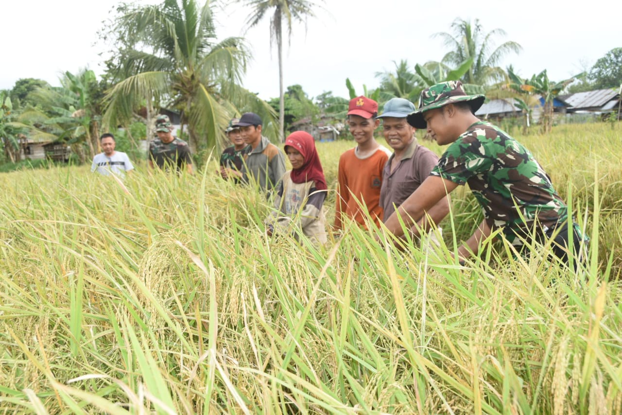 Satgas TMMD Kodim 1002/HST Turun Sawah, Bantu Petani Haruyan Panen Padi