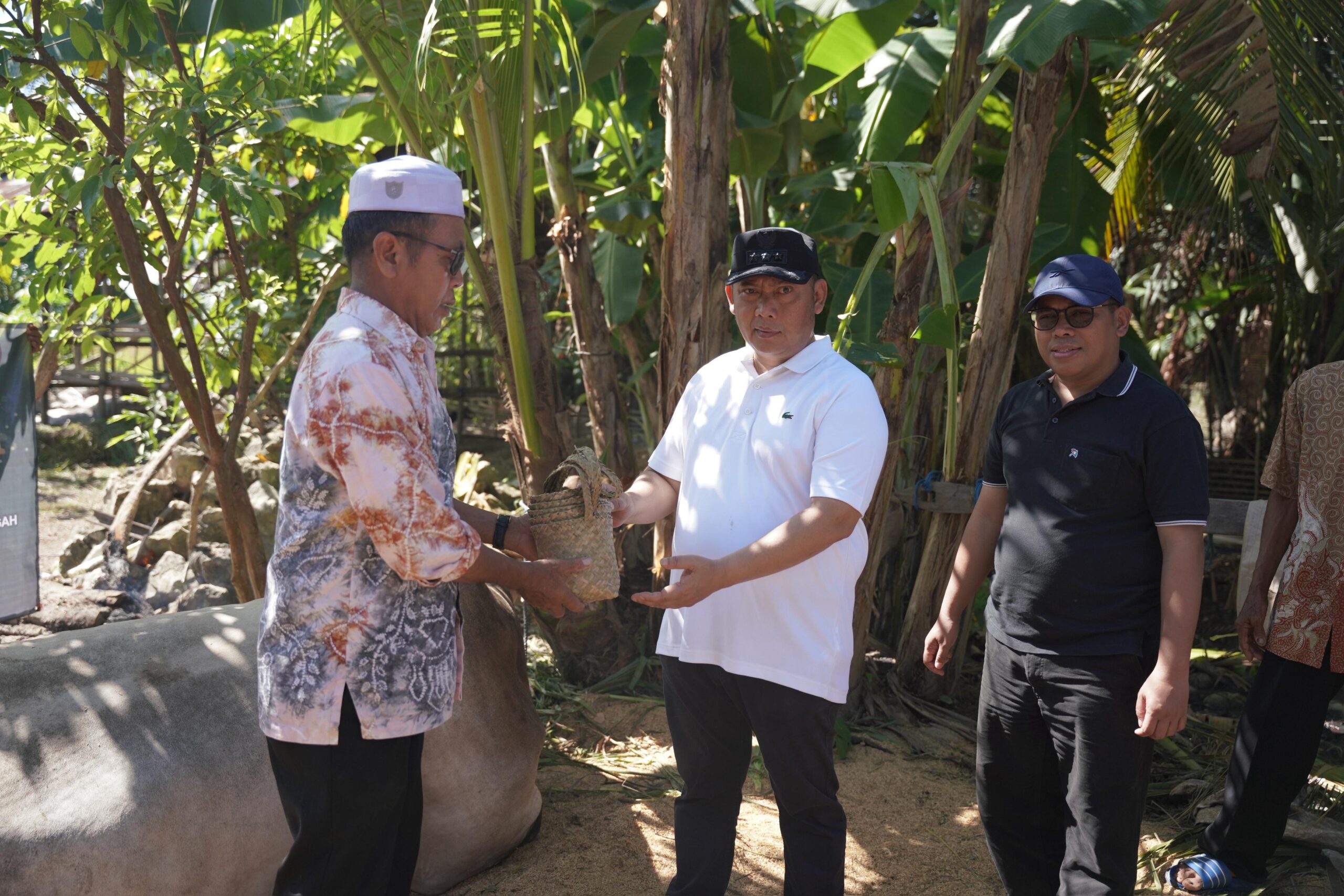 Bupati HST Serahkan Langsung Dua Sapi Kurban Jumbo dari Presiden Prabowo