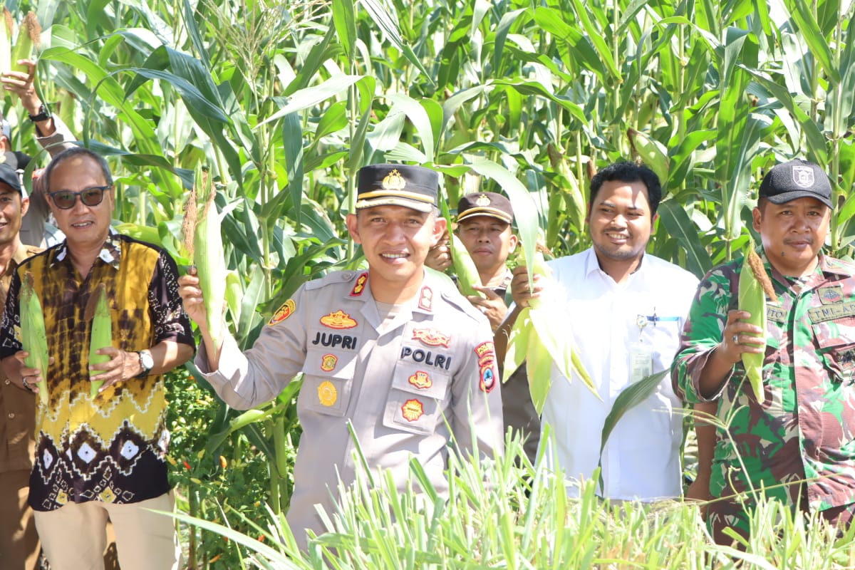 Polres HST Panen Jagung di Durian Gantang, Dukung Swasembada Pangan Nasional