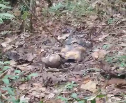 Heboh! Warga Desa Tandilang HST Temukan Kerangka Manusia di Hutan